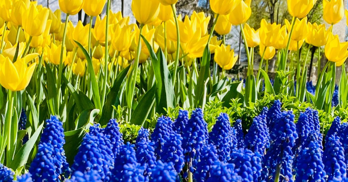 Istanbul in Bloom: Your Ultimate Guide to the Magic of May